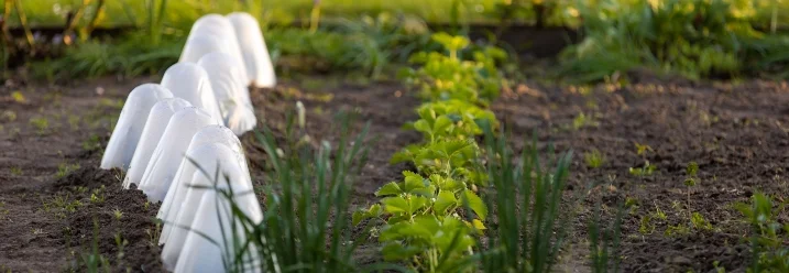 Junge Pflanzen unter Haube im Gartenbeet